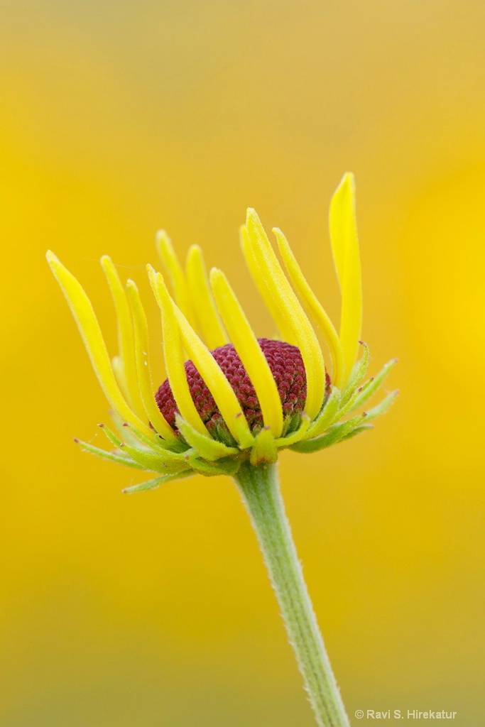 Young Black Eyed Susan