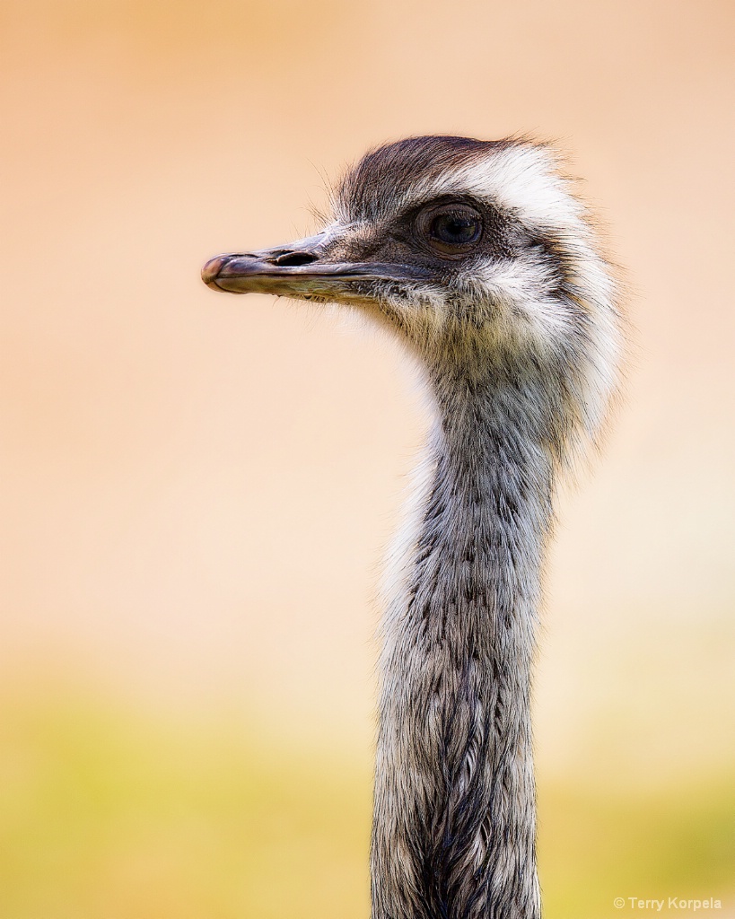 Greater Rhea (Portrait)