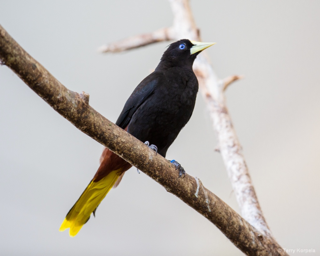 Crested Oropendola