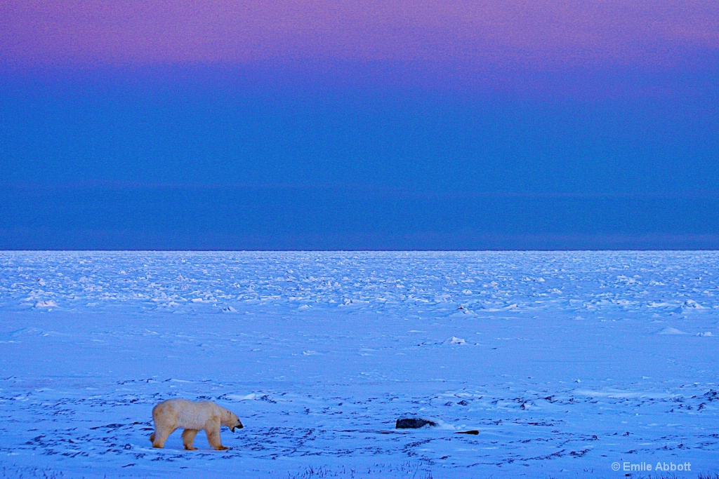 Evening on the tundra