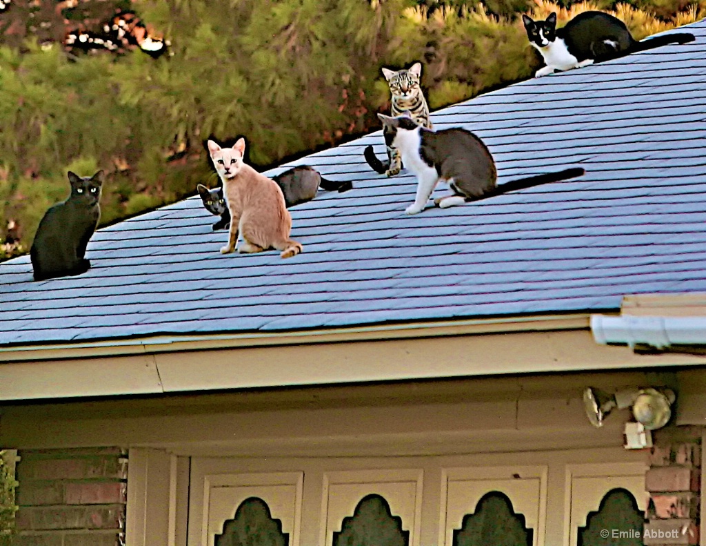 Cats on hot tin roof