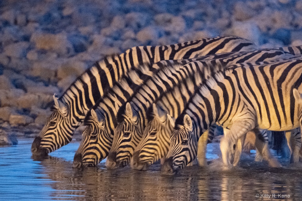 Five Zebra at the Watering Hole