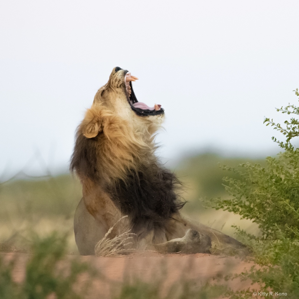 Yawning Lion 