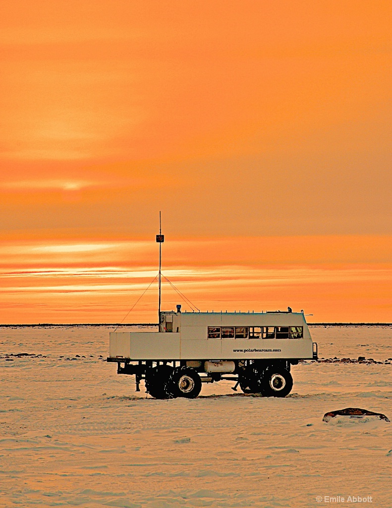 PolarBearCam at Sunrise