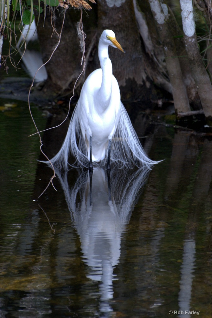 Snowy Egret showing plumes