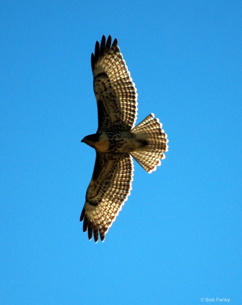 Hawk Soaeing above