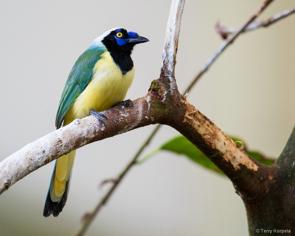 Green Jay