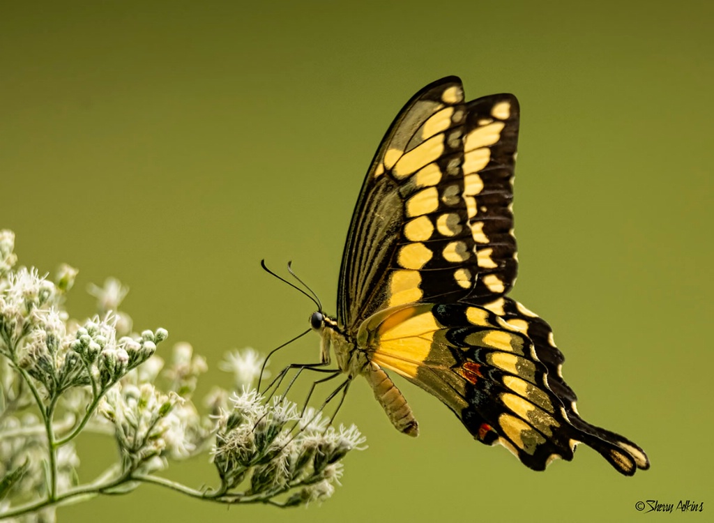 Swallowtail