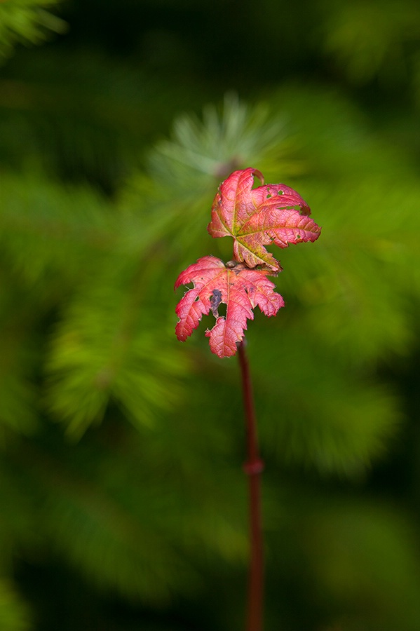 Leaves