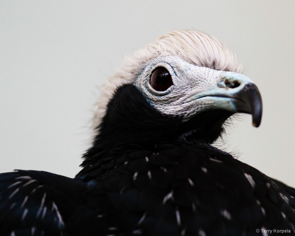 Blue-throated Piping Guan