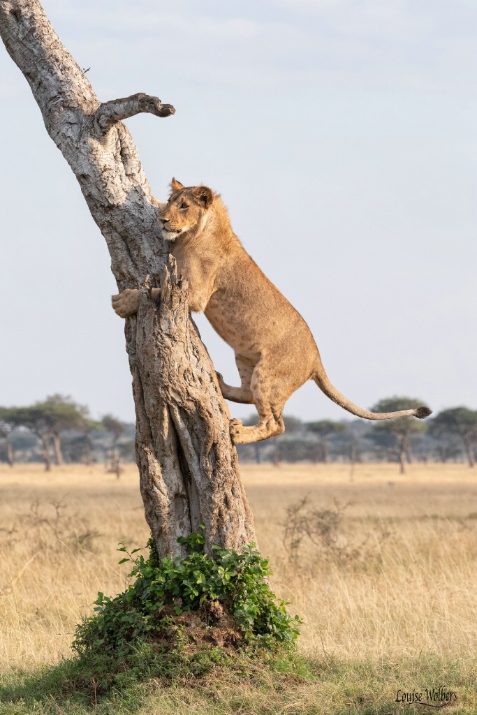 Stuck In A Tree