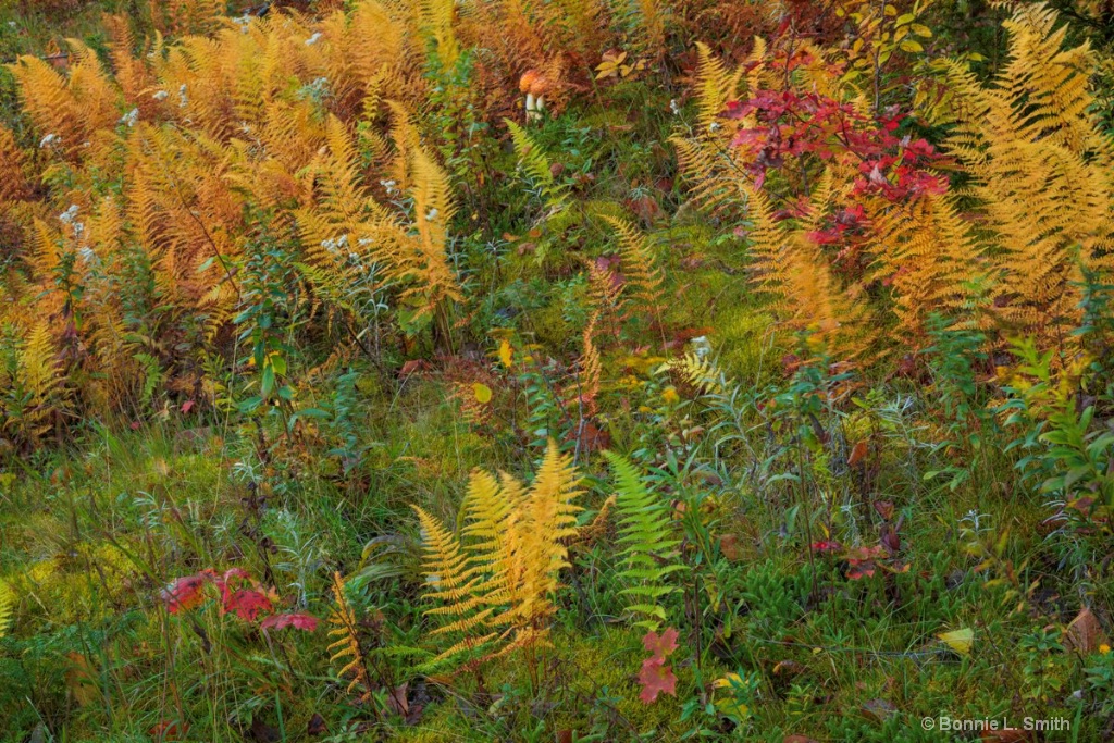 Ferns in Fall