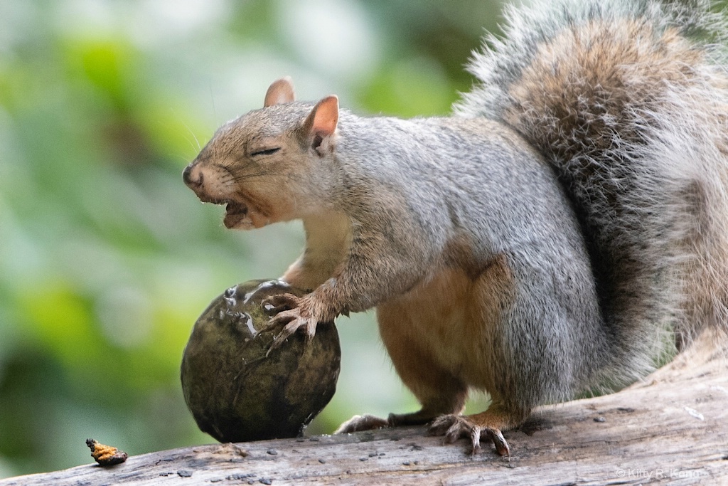 "Oh, I think this may be a bad nut."