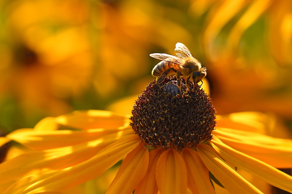 Bee 2