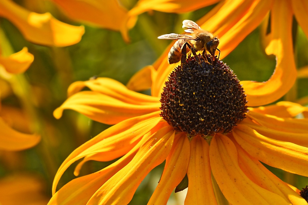 Bee
