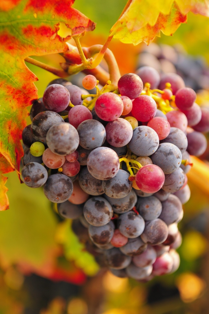 The grapes