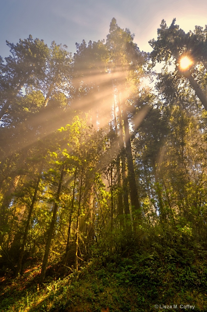 The Avenue of the Giants at Sunrise