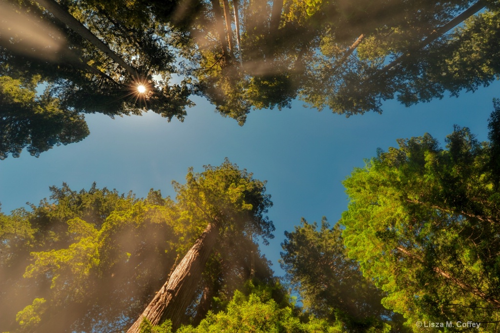 The Avenue of The Giants above