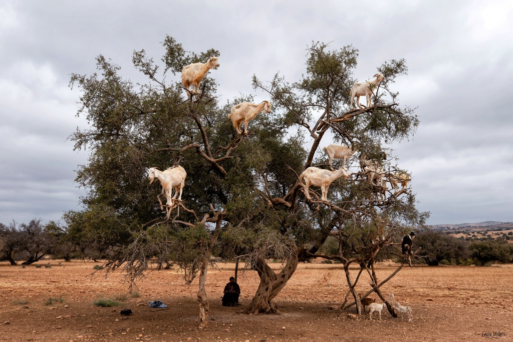 Nana Goat Tree