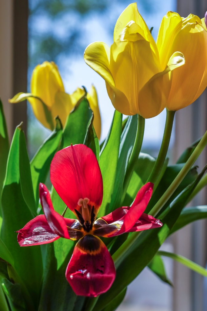 tulips in bloom 