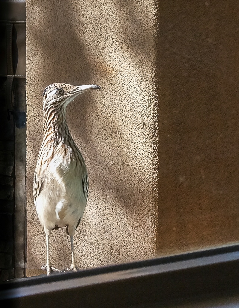 roadrunner checking us out