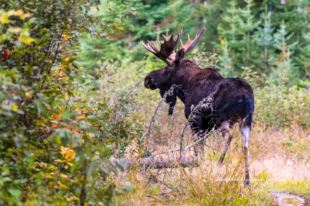 Majestic Maine Bull Moose