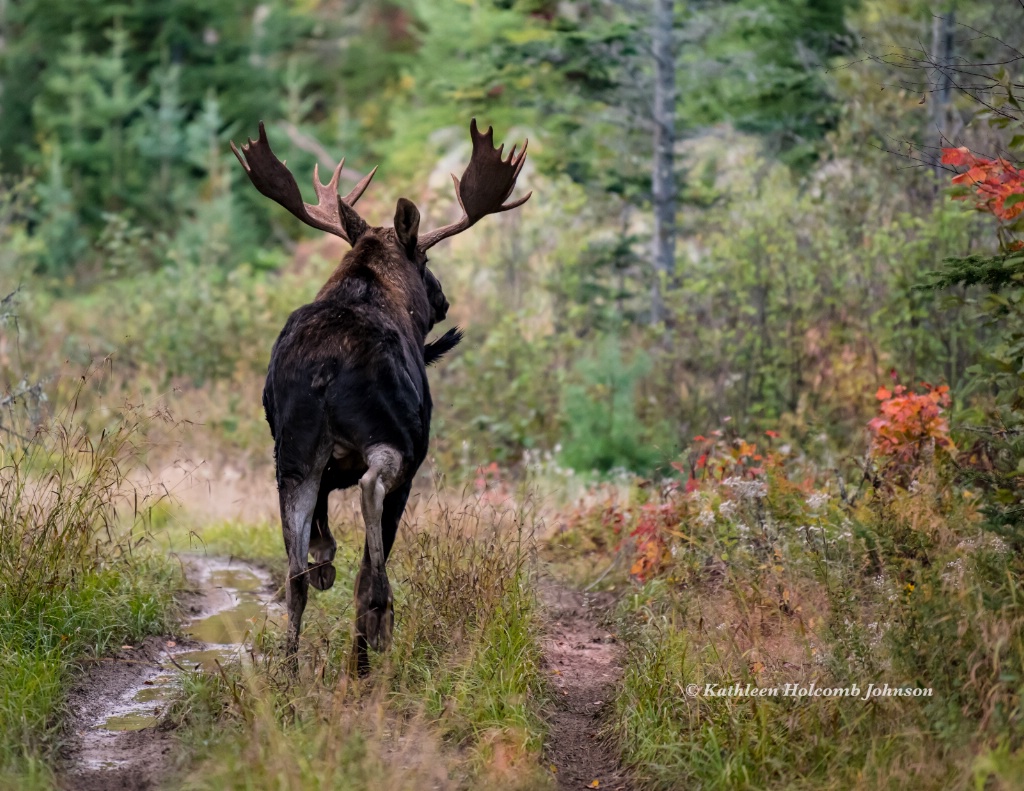  Moose “Looking For The Ladies”