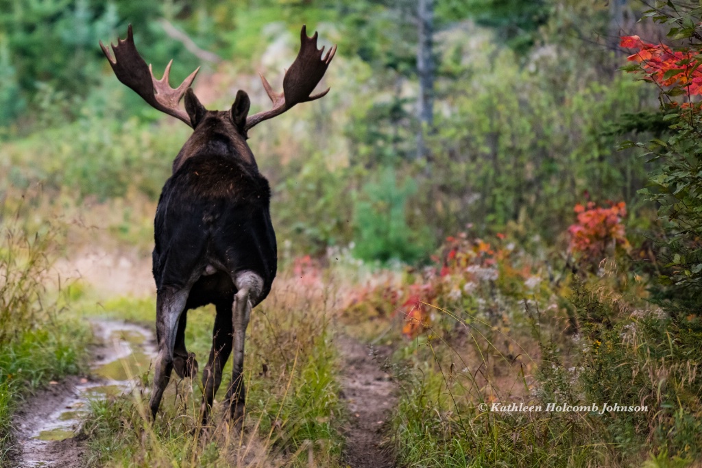Moose On The Loose!