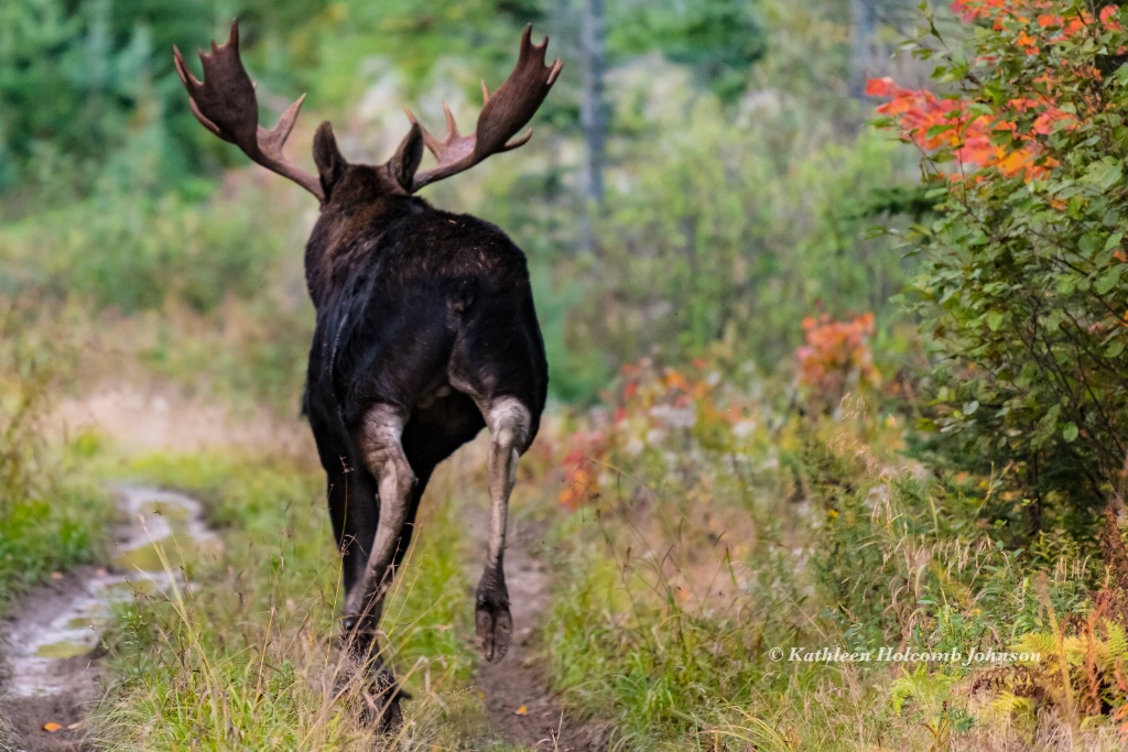 Moose Leaving!