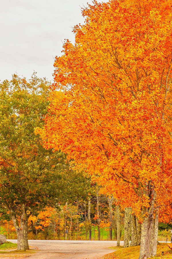 Rocky Ridge Bowdoin 