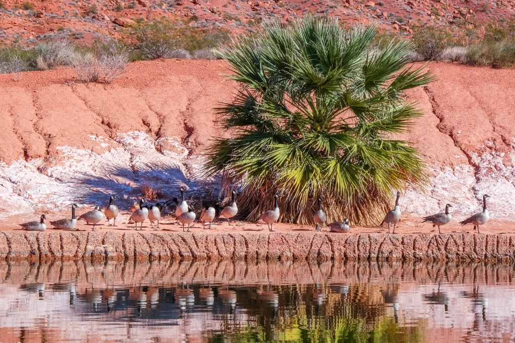 gathering place at the pond