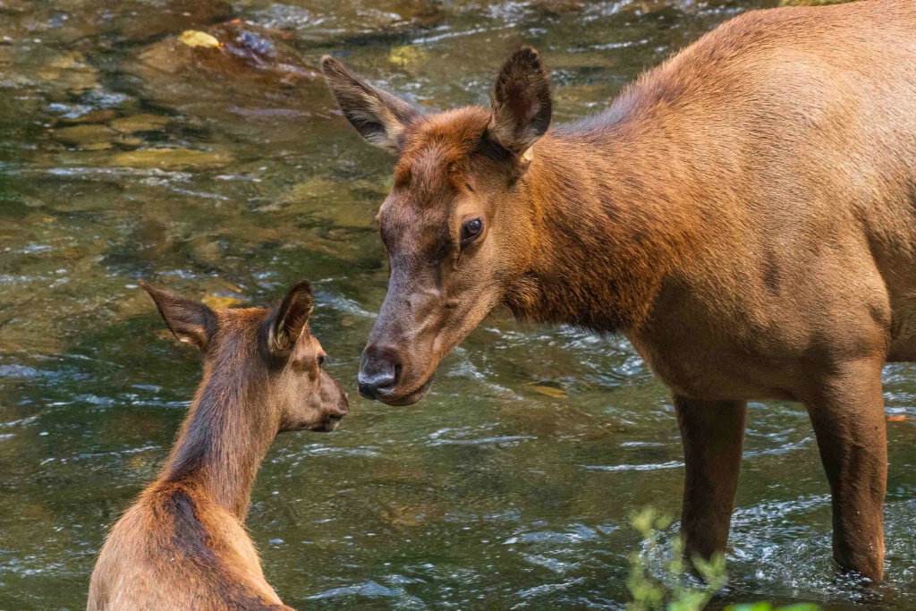 Mama and Baby Elk
