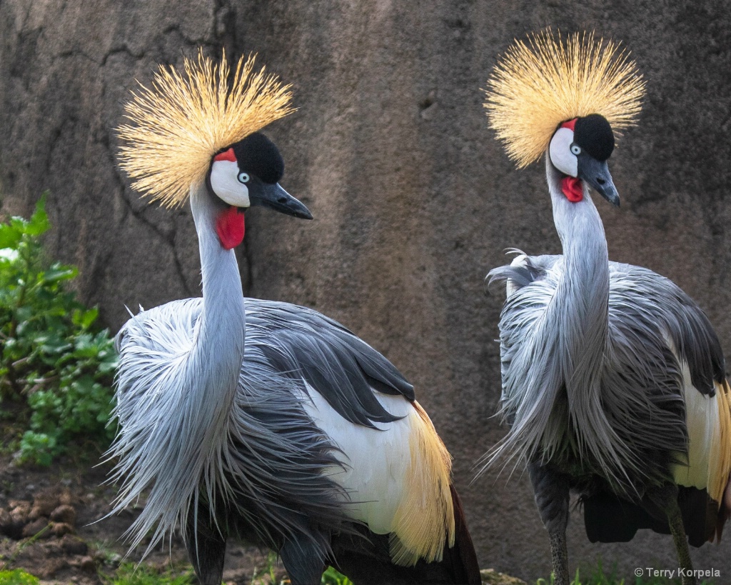 East African Crown Cranes