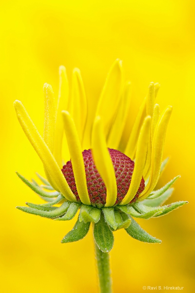 Young Blackeyed Susan