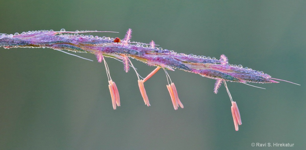 Blooming Big Bluestem 