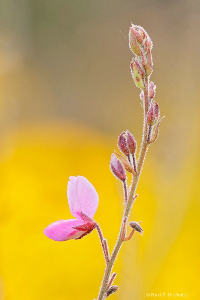 Showy Tick Trefoil