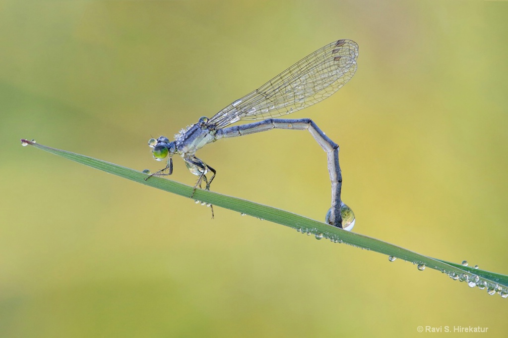 Damselfly with Dew Drops