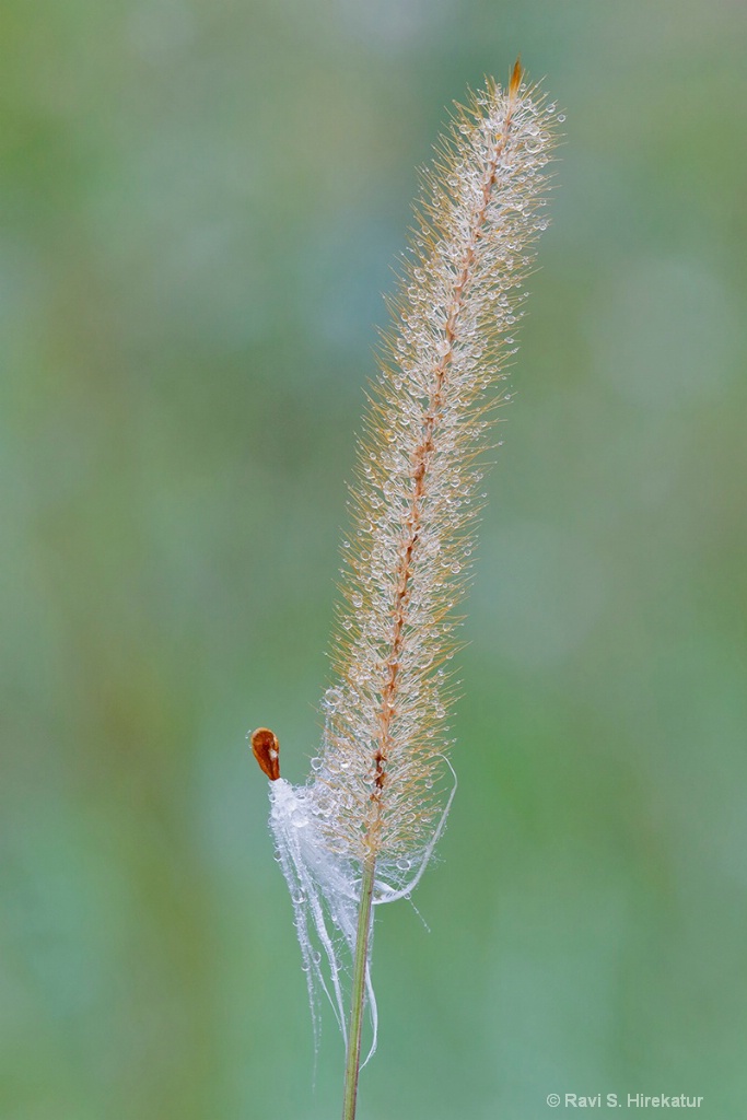 Milkweed seed on Yellow Foxtail