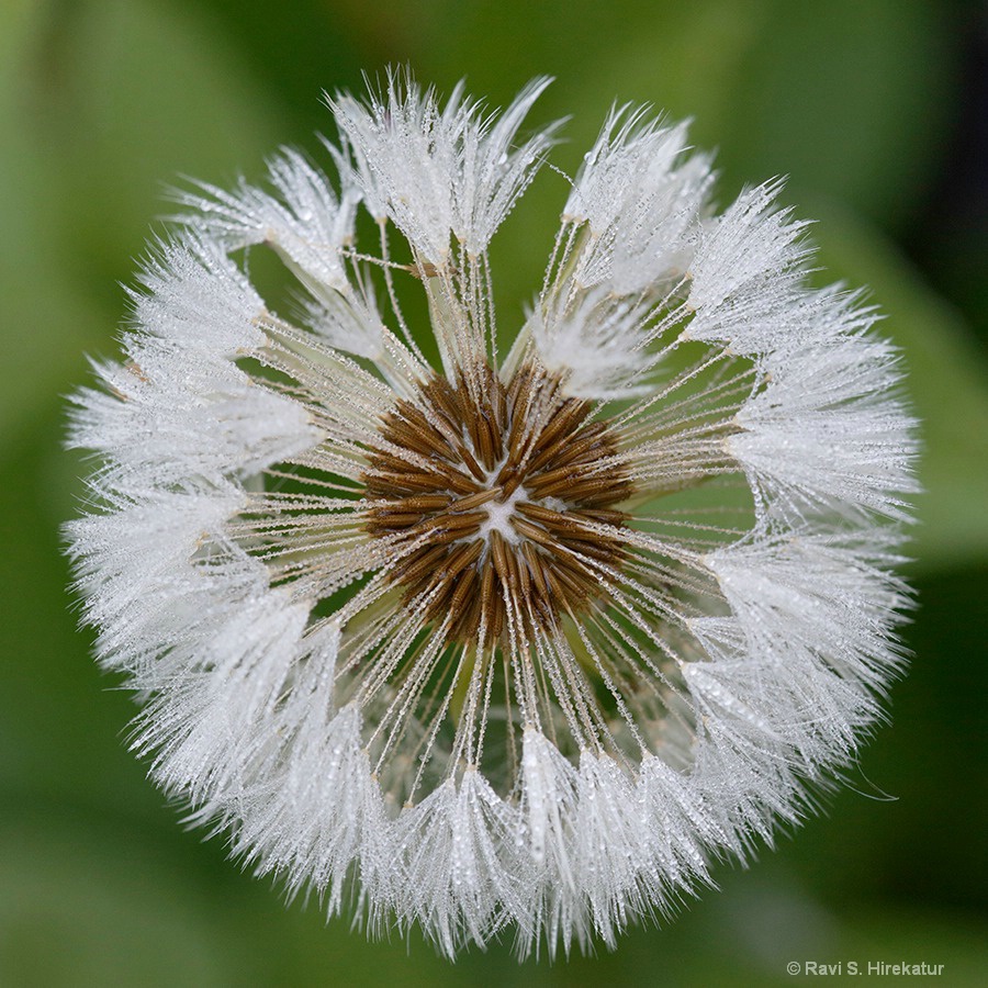 Dandelion pod