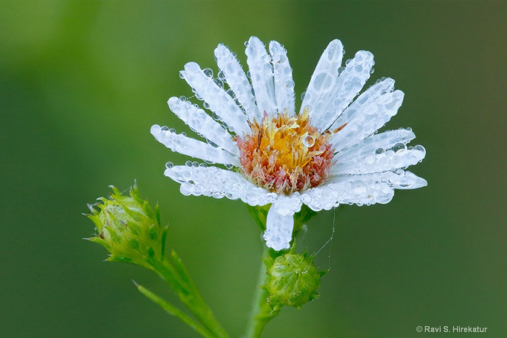 Frost Aster