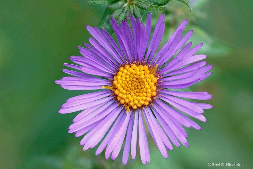 New England Aster