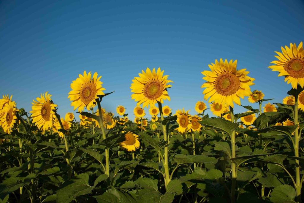 Sunflowers Attention!
