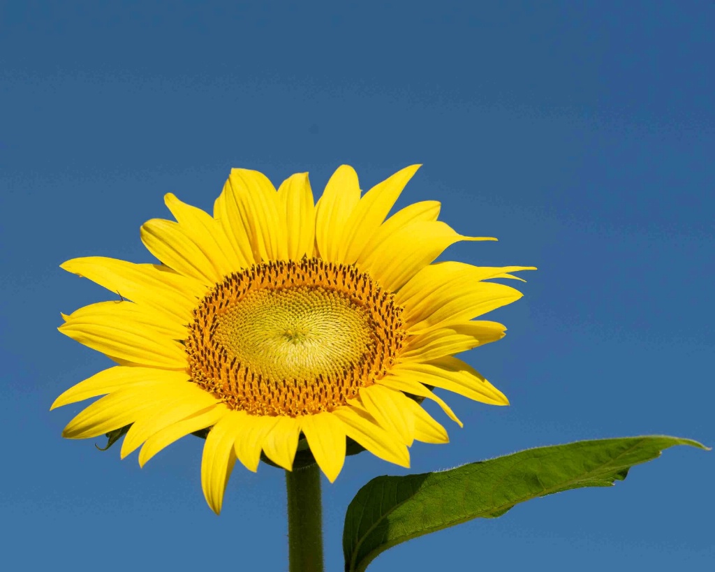 Bloomin' Sunflower