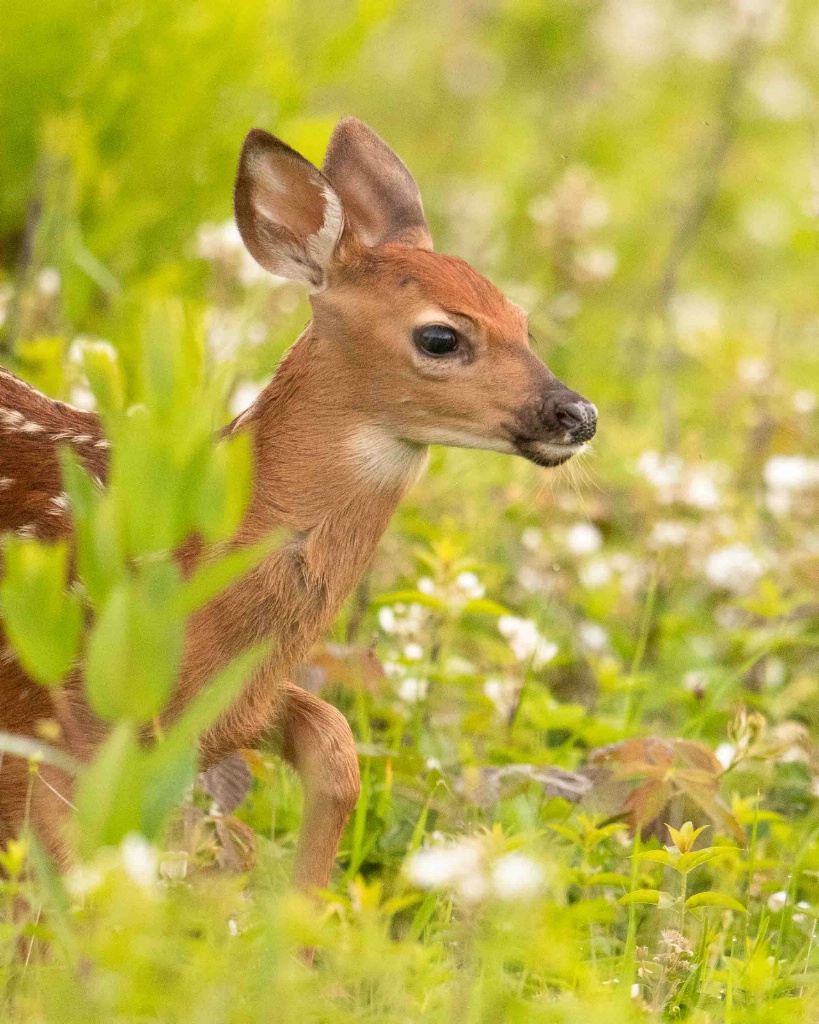 Fawn in the Meadow