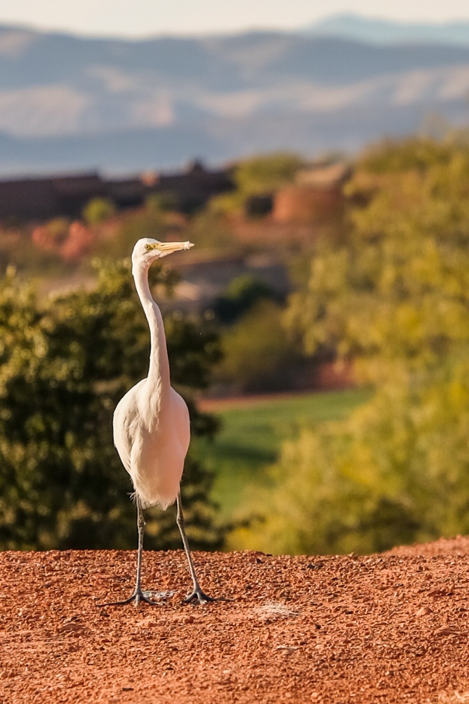 Great Egret sighting 