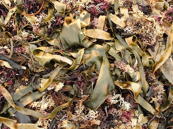 Seaweed on Monhegan