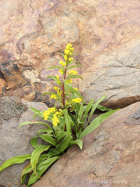 Sneaky goldenrod 