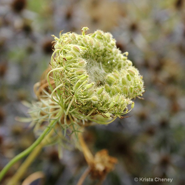 Queen Anne's Lace