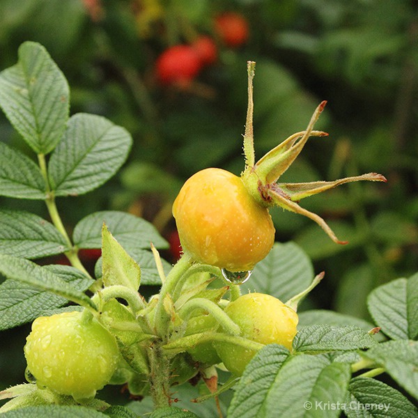 Rose hips in Freeport, ME