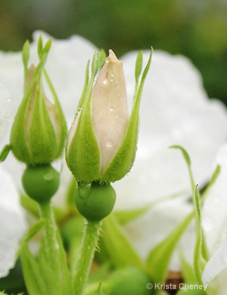 White rosebuds in Freeport, ME